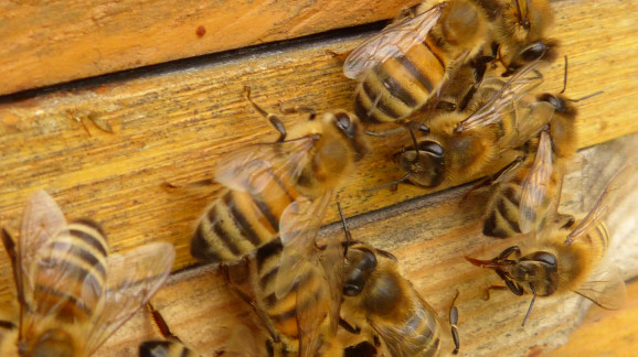 insect-fauna-invertebrate-hive-bee-hornet-1144639-pxhere.com